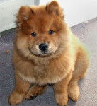 Soni - Chow Chow Mâle