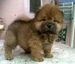teddy - Chow Chow (1 mois)