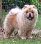 daymone - Chow Chow Mâle (8 ans)