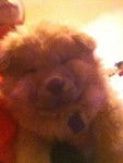 booba - Chow Chow Mâle (3 mois)