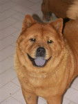 Chow Chow - Chow Chow