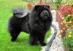 Chowderny Xinling-Shi - Chow Chow