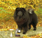 Chowderny Xinling-Shi - Chow Chow