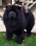 Chowderny Xinling-Shi (Derny)- chow-chow - Chow Chow