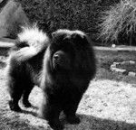 CHOWDERNY XINLING-SHI - Chow-chow - Chow Chow