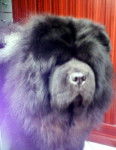 CHOWDERNY XINLING-SHI - Chow-chow - Chow Chow