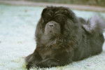 CHOWDERNY XINLING-SHI - Chow-chow - Chow Chow