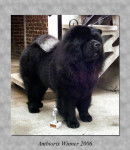 CHOWDERNY XINLING-SHI - Chow-chow - Chow Chow