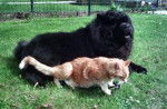 Multi.Ch.Chowderny Xinling-Shi - Chow-Chow- - Chow Chow