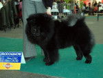 Multi.Ch.Chowderny Xinling-Shi - Chow-Chow - Chow Chow