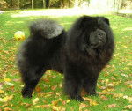 Multi.Ch.Chowderny Xinling-Shi - Chow-Chow - Chow Chow