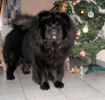 Multi.Ch.Chowderny Xinling-Shi - Chow-Chow - Chow Chow