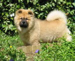 Chow-Chow - ULCA - Chow Chow