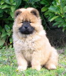 Chow-Chow - ULCA - Chow Chow