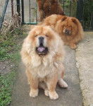 chow-chow Aslan - Chow Chow