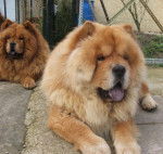 chow-chow Aslan et Upsie - Chow Chow