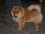chow-chow Aslan - Chow Chow