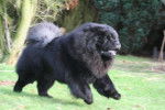 Multi.Ch.Chowderny Xinling-Shi (Chow-Chow) - Chow Chow