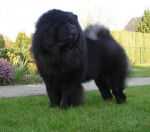 Chow-Chow : Multi.Ch.Chowderny Xinling-Shi - Chow Chow