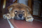 CHOW CHOW KIBOU 4 MOIS - Chow Chow (4 mois)