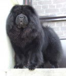 Multi.Ch.Chowderny Xinling-Shi /Chow-Chow - Chow Chow