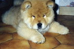 Chow-chow Omie - Chow Chow