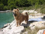 baiya chow chow 10 mois - Chow Chow (10 mois)