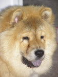 chow chow - Chow Chow