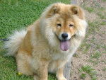 chow chow - Chow Chow