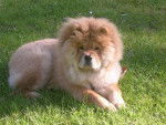 CHOW CHOW KEESY - Chow Chow