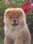CHOW CHOW KEESY - Chow Chow