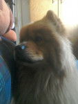 My favourite chow chow - Chow Chow Mâle (4 ans)