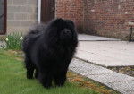 Chowderny Xinling-Shi - Chow Chow
