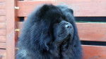 Chowderny Xinling-Shi (chow-chow) - Chow Chow