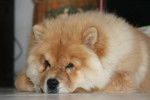 Photo de chow-chow : Eybee 9 mois - Chow Chow (9 mois)