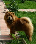 Chow-Chow : Okouny de los Perros de Bigo - Chow Chow