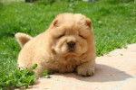 Zumi de l'Oeil du Cyclone - Chow Chow