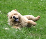 First Zumi kito de l'Oeil du Cyclone - Chow Chow