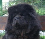 Chow-chow noir : Ever For a Dream - Chow Chow