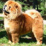 Diem le dshubba du yang tse kiang - Chow Chow