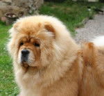 Okouny de los Perros de Bigo - Chow Chow