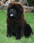 Ever For a Dream : Chow-chow noir - Chow Chow