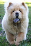 First Zumi Kito de l'Oeil du Cyclone - Chow Chow