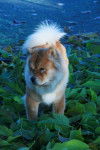 Eybée, chow-chow 1 an - Chow Chow