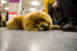 Photo Chow Chow