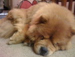 Photo Chow Chow