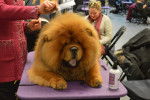Photo Chow Chow