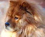 Photo Chow Chow