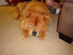 Photo Chow Chow