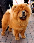 Photo Chow Chow
